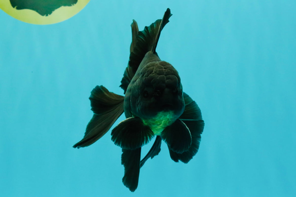 A Grade Black Oranda Male 5.5-6 inches #102326OR_11