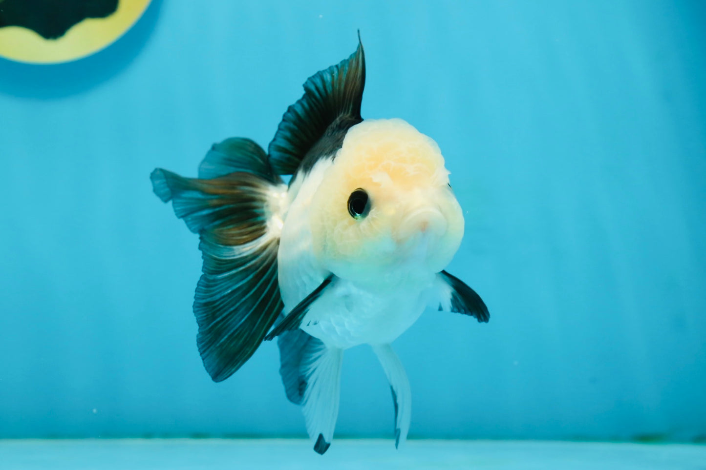 A Grade Panda Oranda Female 4.5  inches #121324OR_18