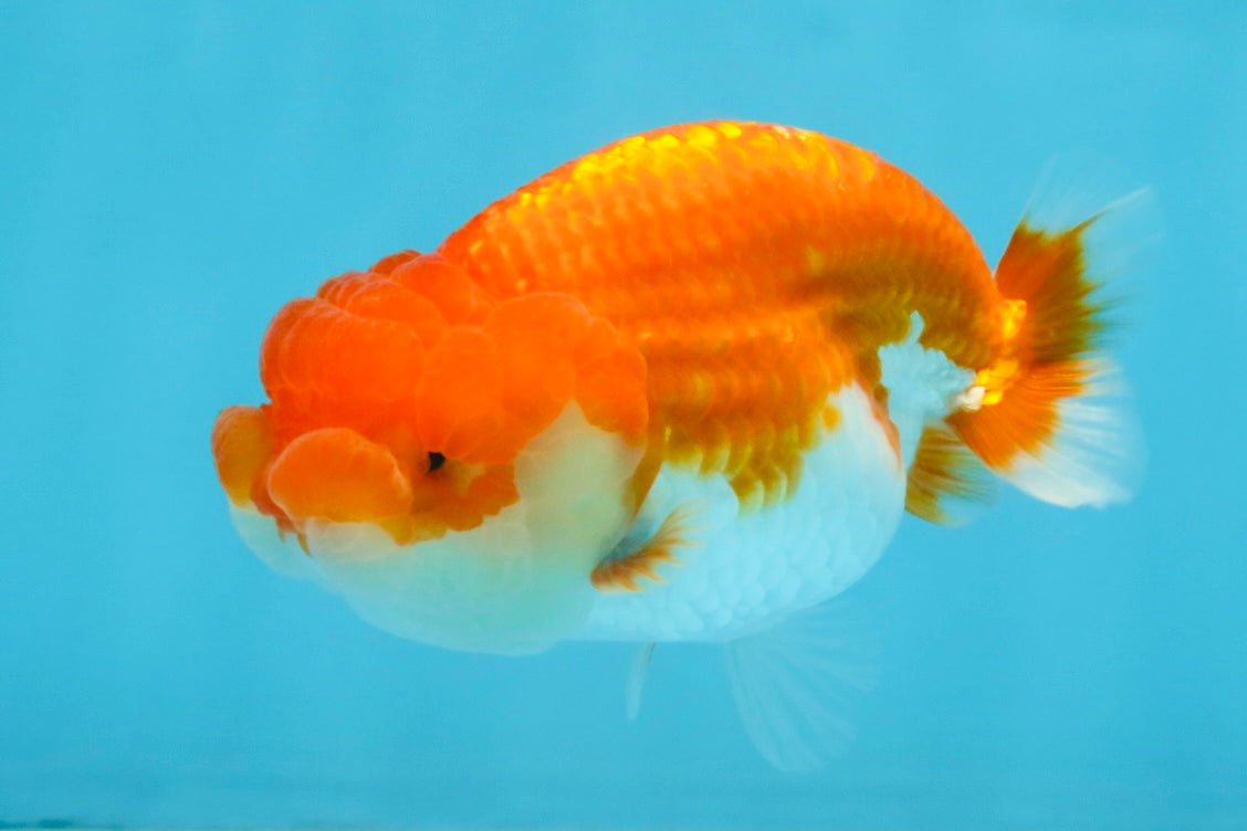 A Grade Red White LionQueen 4 inches #112125LC_12