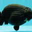 JAMES BOND AAA Grade Black Ranchu Female 6 inches #100926RC_34