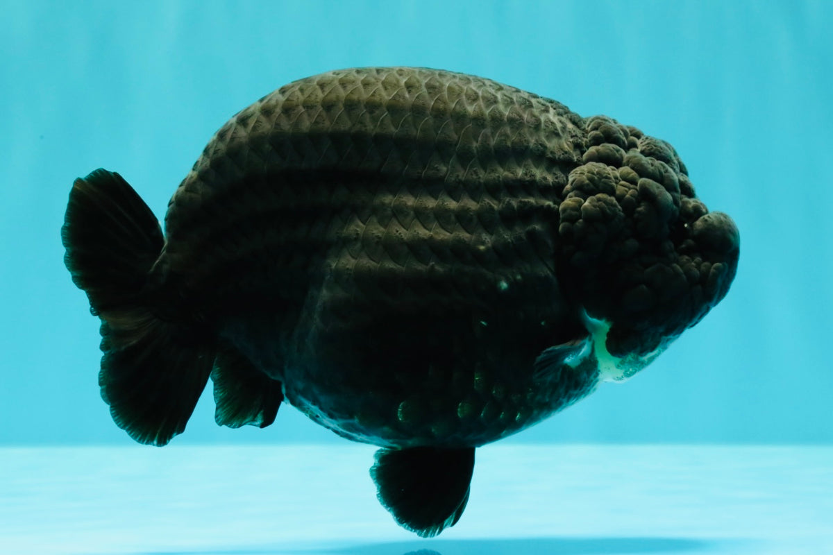 JAMES BOND AAA Grade Black Ranchu Female 6 inches #100926RC_34