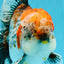 CHUNKY AAA Grade Kirin Calico Oranda Male 6.5 inches #041026OR_02