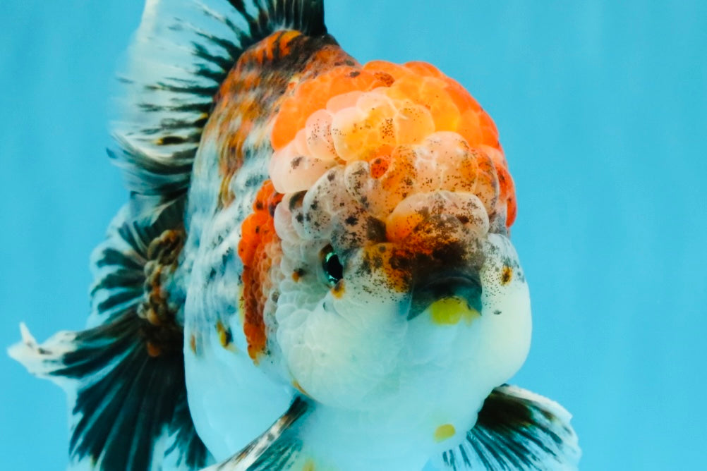 CHUNKY AAA Grade Kirin Calico Oranda Male 6.5 inches #041026OR_02