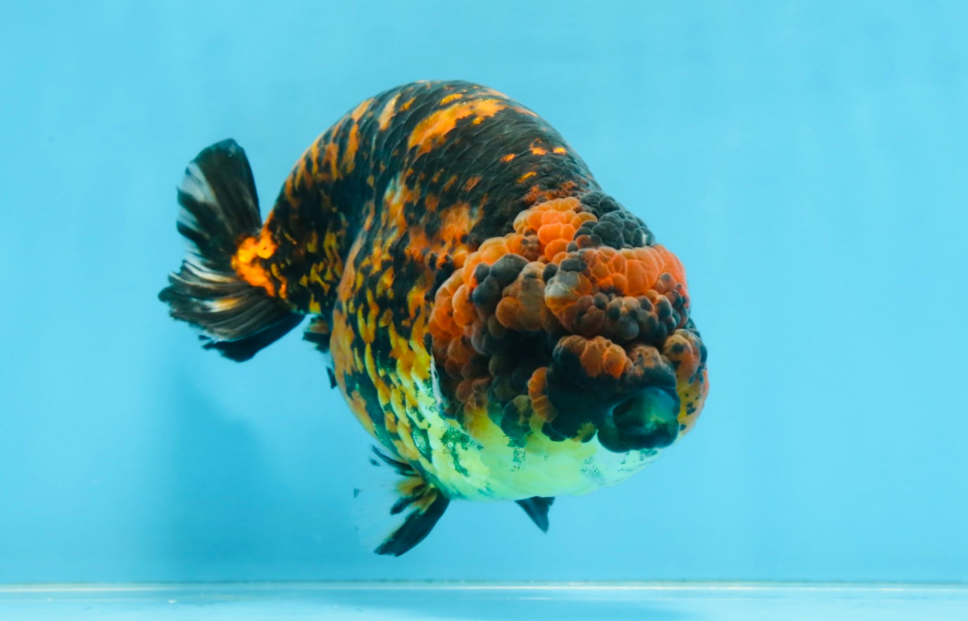 A Grade Tiger Strong Body Structure LionKing 5.5 inches #101725LC_22