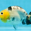 A Grade Milk Cow Ranchu Female 5 inches #101025RC_12