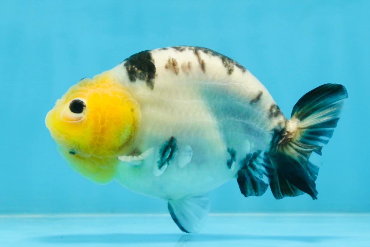 A Grade Milk Cow Ranchu Female 5 inches #101025RC_12