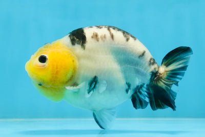 A Grade Milk Cow Ranchu Female 5 inches #101025RC_12