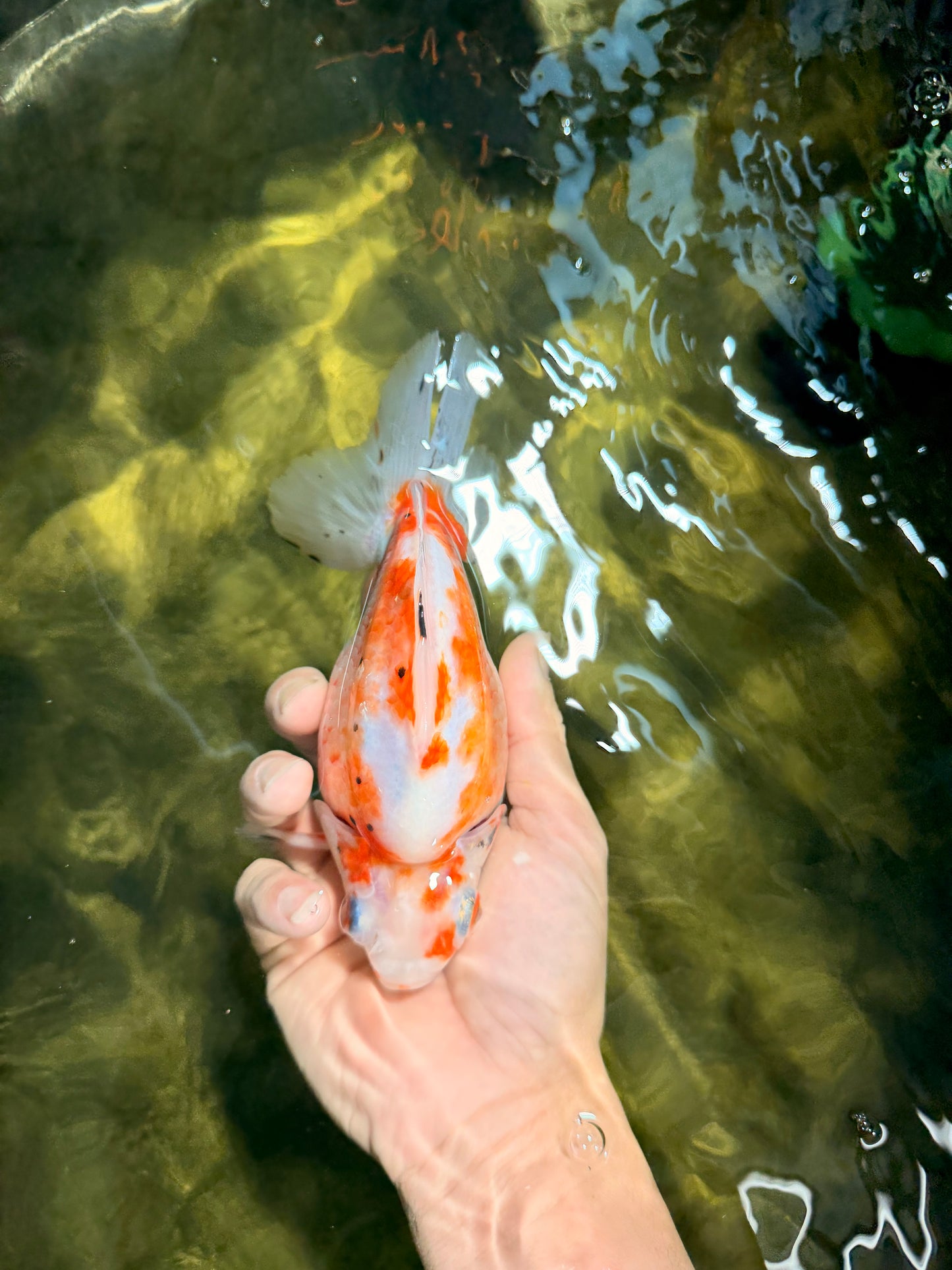 AAA Grade Indonesia Sakura Ryukin Male 6-6.5 inches #111425RK_12