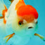 Red White Oranda Female 5-5.5 inches #110824OR_06