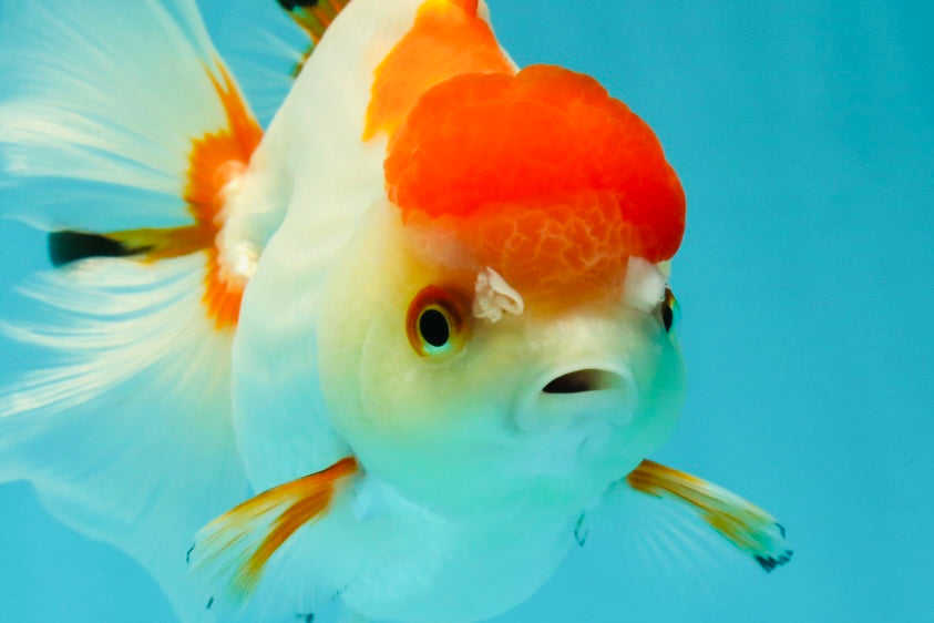 Red White Oranda Female 5-5.5 inches #110824OR_06