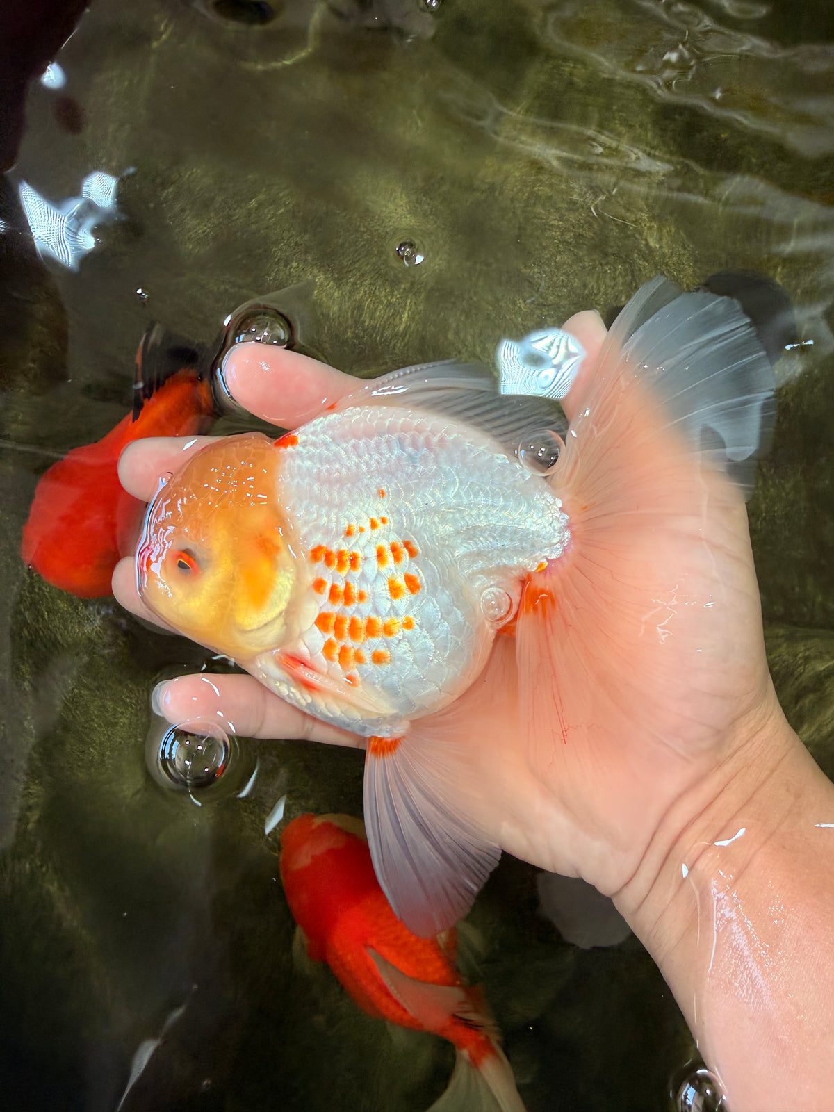A Grade Polkadot Red White Oranda Male 6 inches #100926OR_23