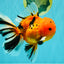 CHUNKY AAA Grade Tiger Oranda Male 6.5 inches #071726OR_27