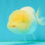 White LionChu Female 4-4.5 inches #042426LC_18