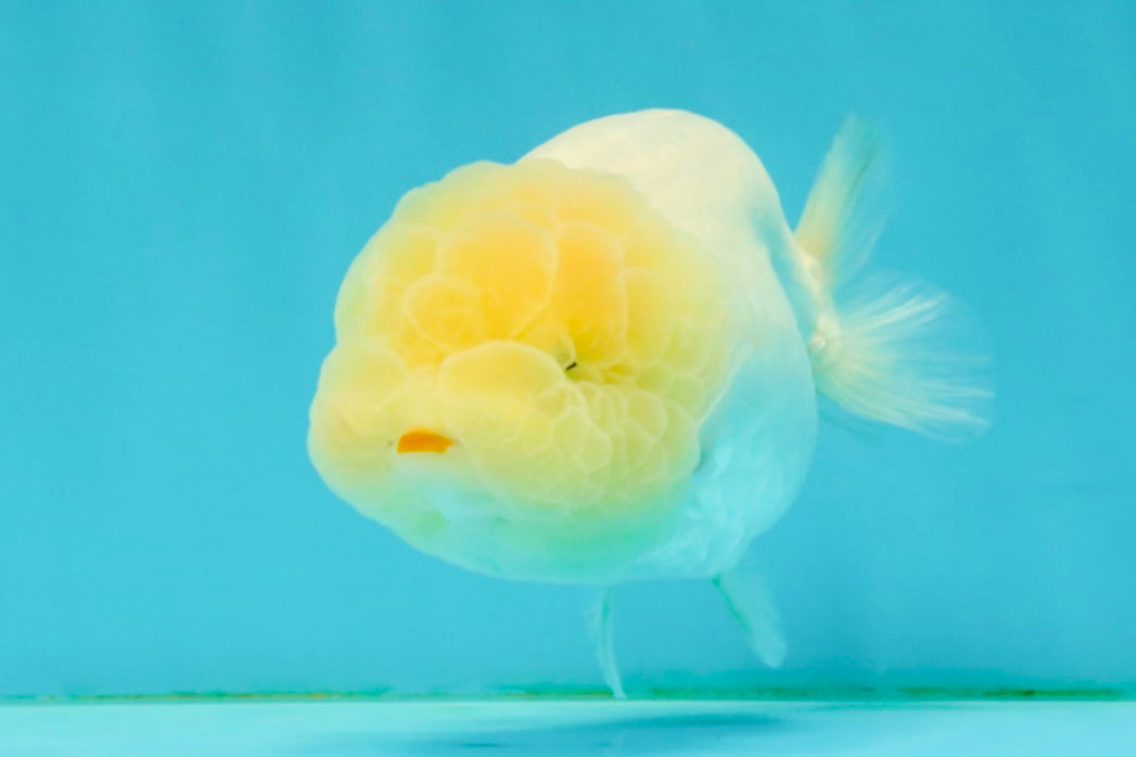 White LionChu Female 4-4.5 inches #042426LC_18