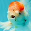 A Grade Sakura Oranda Male 5 inches #110824OR_11