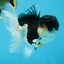 A Grade Tricolor Oranda Male 4.5-5 inches #021425OR_08
