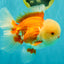 FLUFFY WEN AAA Grade Jade Head Red White Oranda Male 7.5 inches #071726OR_02