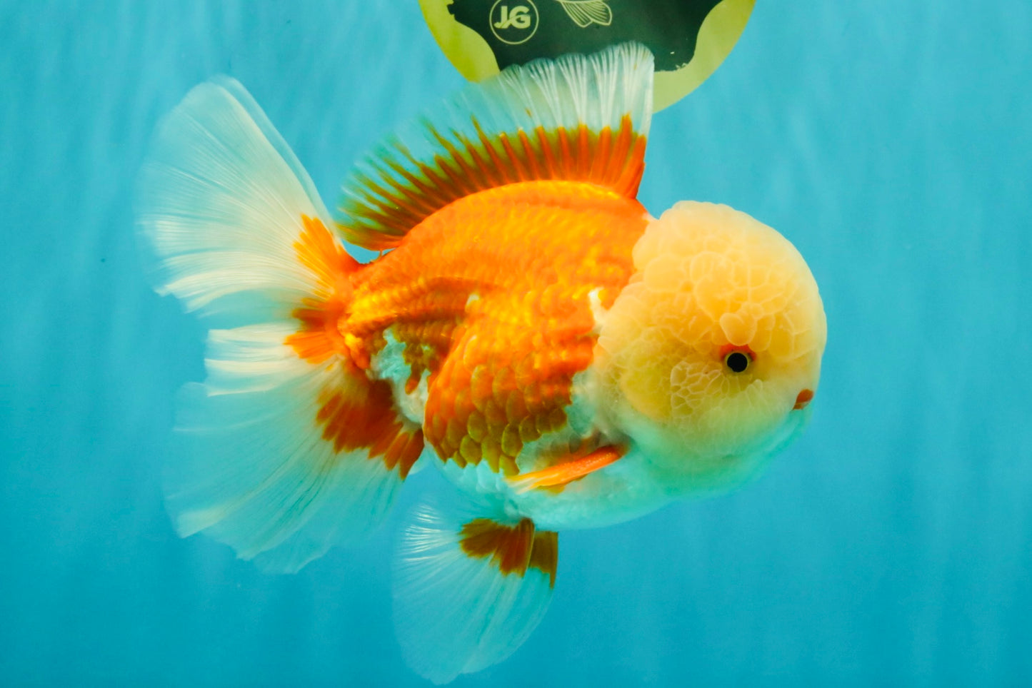FLUFFY WEN AAA Grade Jade Head Red White Oranda Male 7.5 inches #071726OR_02