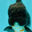 A Grade Kirin Oranda Male 5.5 inches #061926OR_22