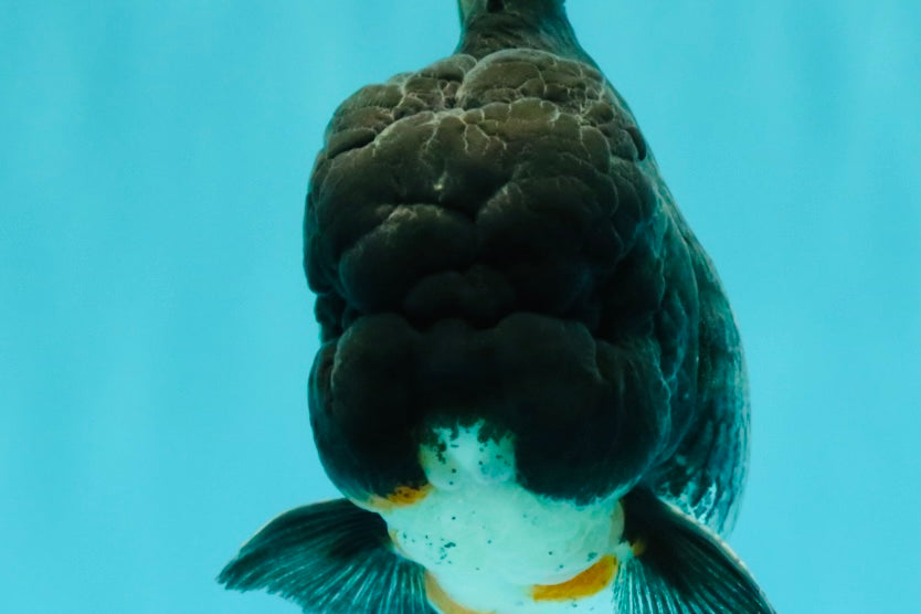 A Grade Kirin Oranda Male 5.5 inches #061926OR_22