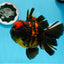 AAA Grade Tiger Oranda Male 6-6.5 inches #0927OR_01