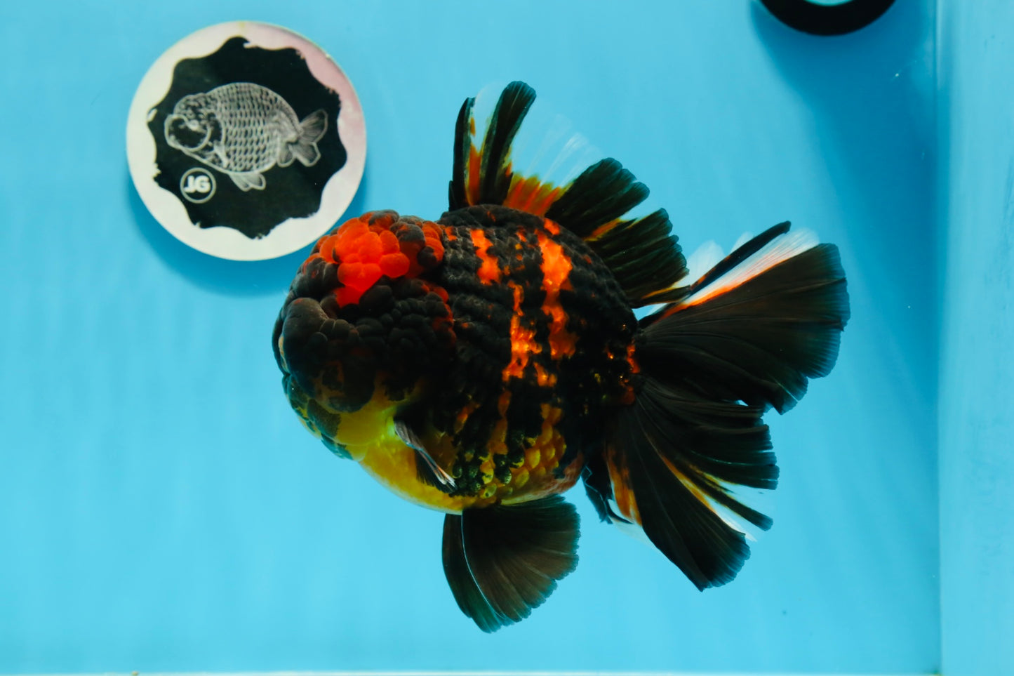 AAA Grade Tiger Oranda Male 6-6.5 inches #0927OR_01