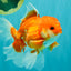 A Grade Red White Oranda Male 5-5.5 inches #091826OR_08