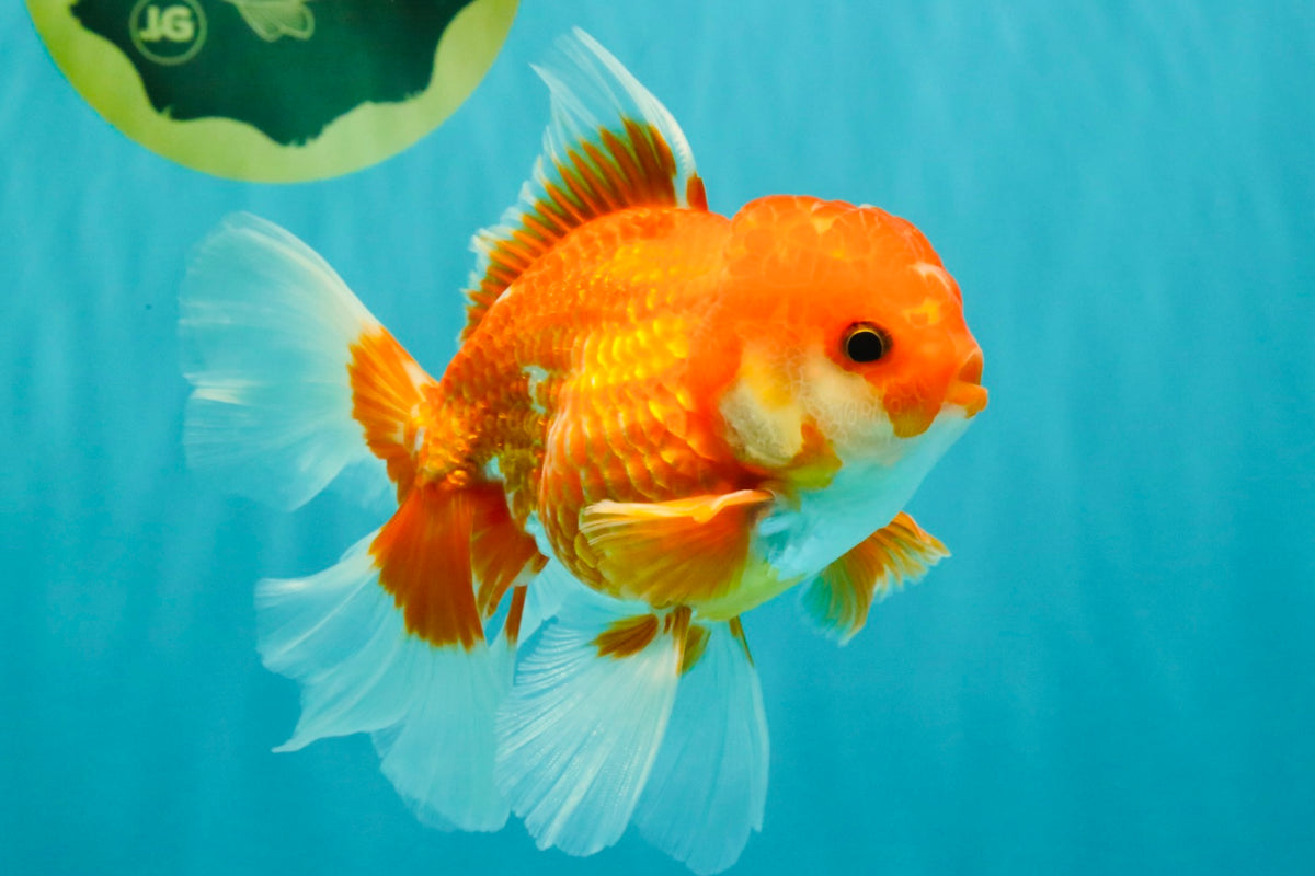 A Grade Red White Oranda Male 5-5.5 inches #091826OR_08