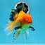 AAA Grade Black Gold (Apache) Oranda Male 7 inches #0712OR_16