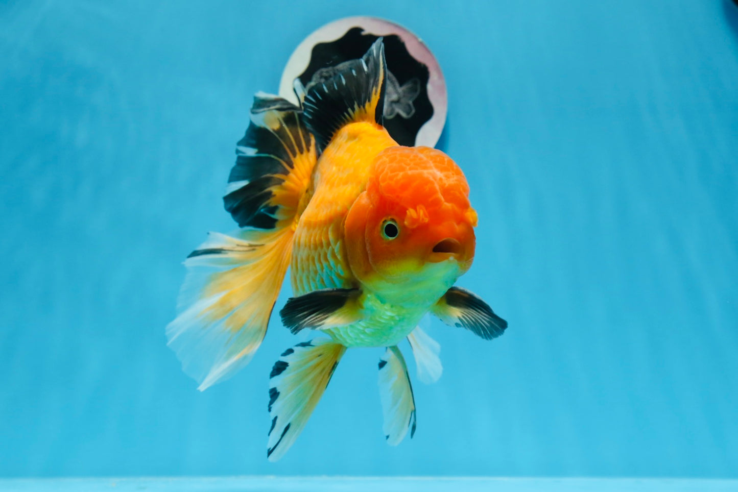 AAA Grade Black Gold (Apache) Oranda Male 7 inches #0712OR_16