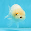 Snow White Lionchu Female 4 inches #0920LC_13