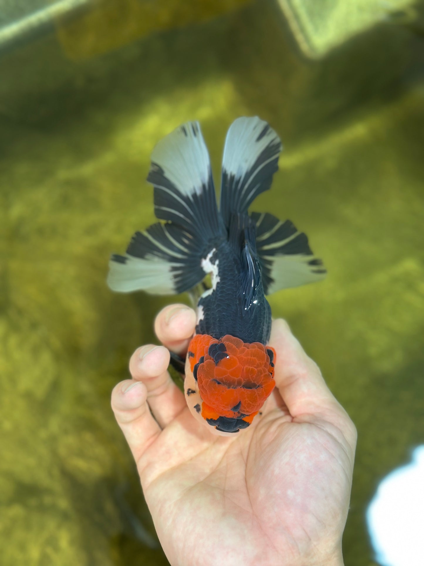 AAA Grade Mustache Tricolor Oranda Male 5.5 inches #020725OR_33