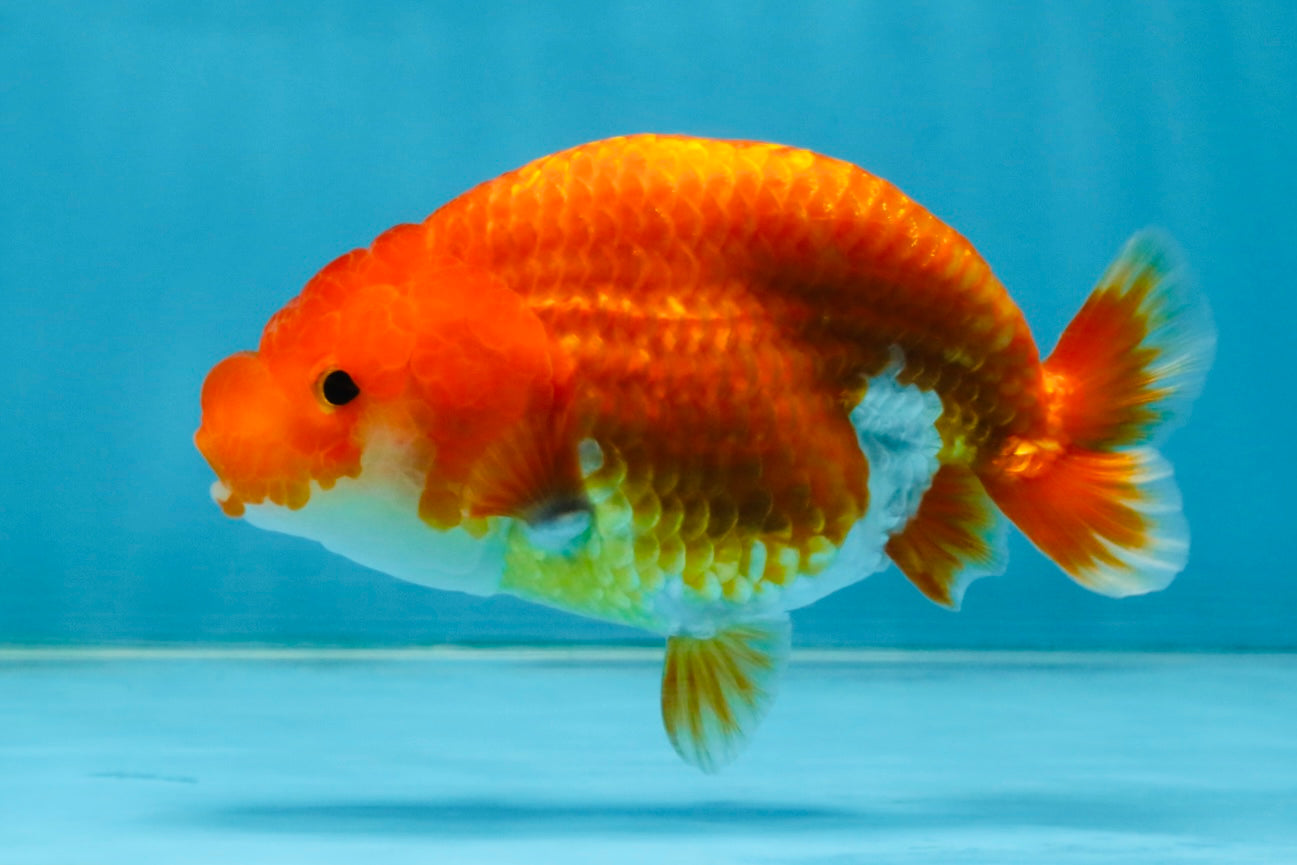 SUPER TOMATO A Grade Red White LionQueen 4.5 inches #120525LC_10