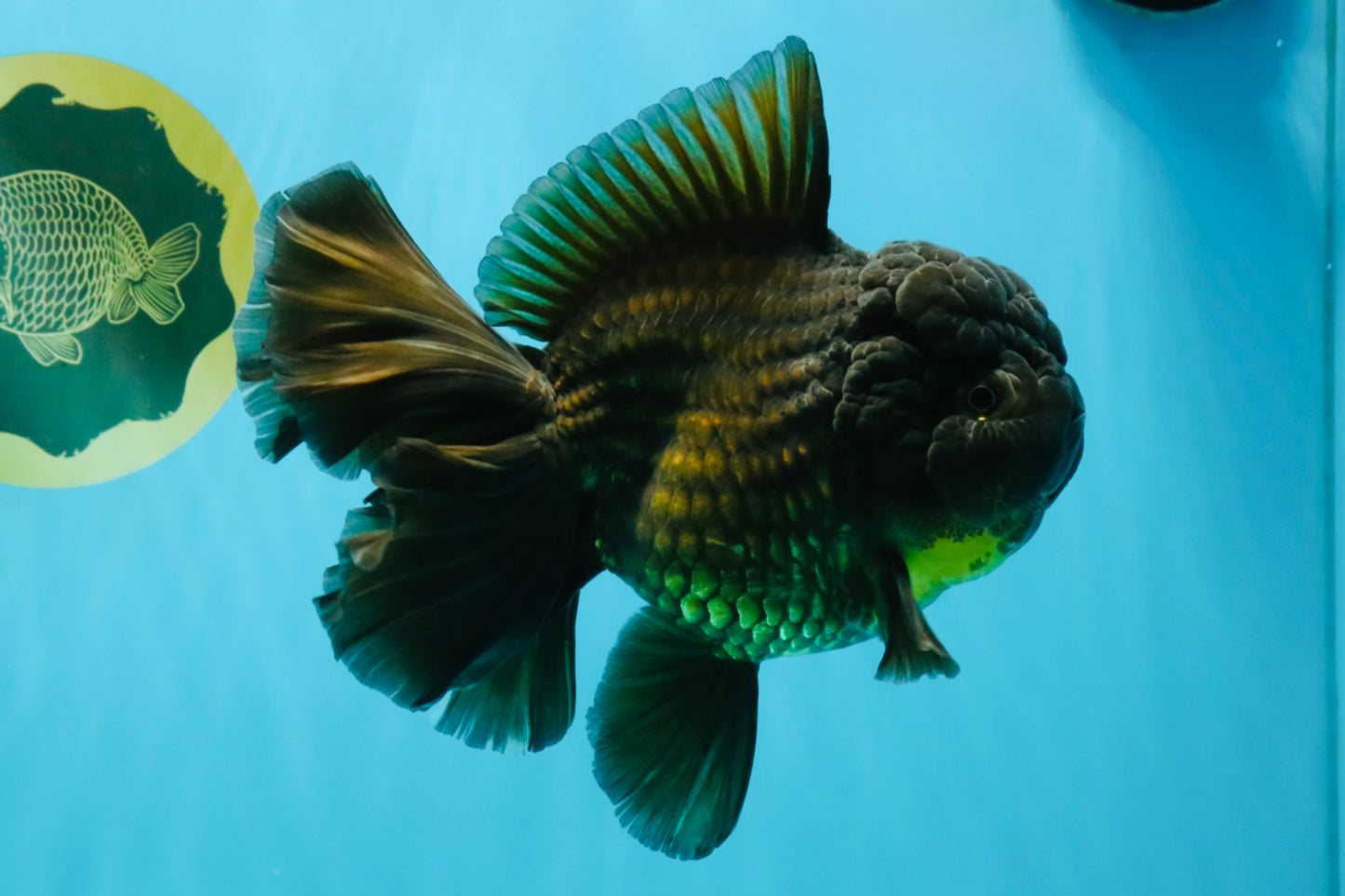 KING KONG AAA Grade Black Cooper Oranda Female 7 inches #041026OR_05