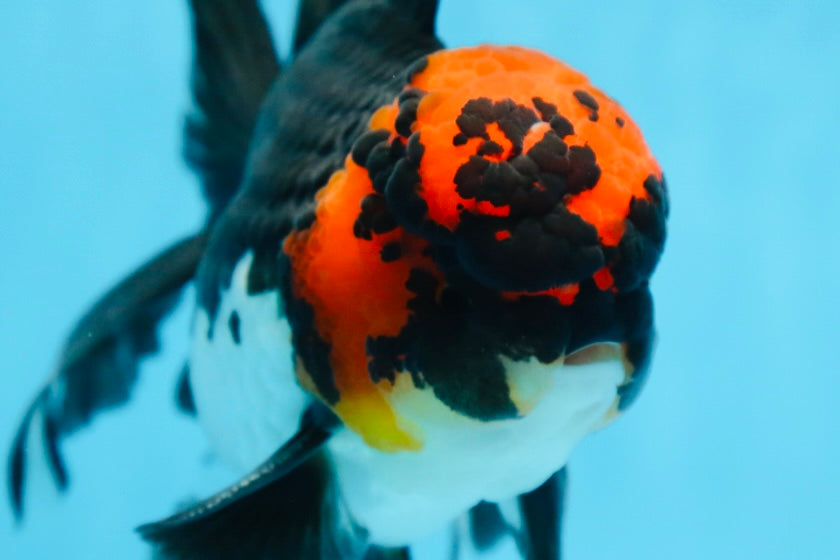 AAA Grade LAVA Tricolor Oranda Male 6 inches #090525OR_12