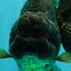 A Grade Black Yuanbao Female 4.5-5 inches #101626YB_36