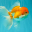A Grade Red White Oranda Male 5.5 inches #081426OR_08