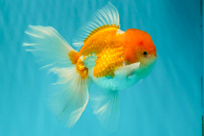 A Grade Red White Oranda Male 5.5 inches #081426OR_08