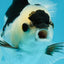 A Grade Panda Button Eyes Oranda Male 5 inches #010325OR_11