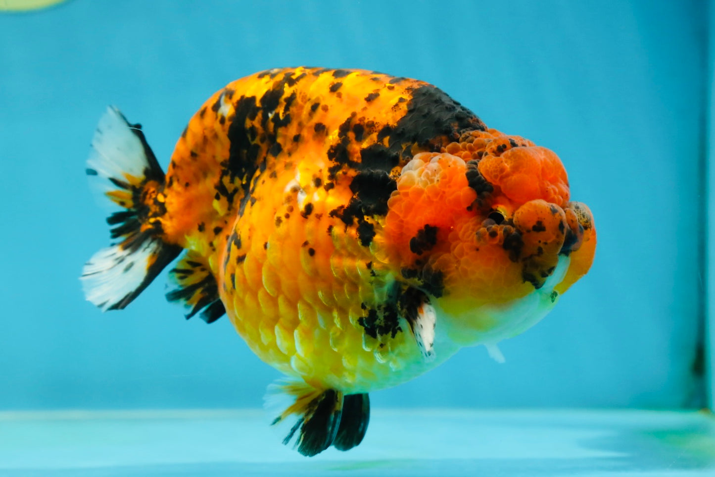 AAA Grade Tiger LionKing 5-5.5 inches #050925LC_05