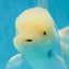 AAA Grade Snow White Oranda Male 5.5-6 inches #062725OR_20