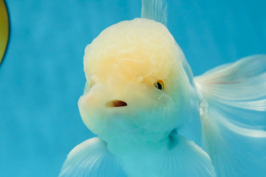 AAA Grade Snow White Oranda Male 5.5-6 inches #062725OR_20