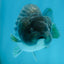 Shinning Scales Black Blue Lionchu Male 3-3.5 inches #011725LC_08