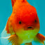 A Grade Strong Body Structure Red White Oranda Male 5-5.5 inches #062626OR_27