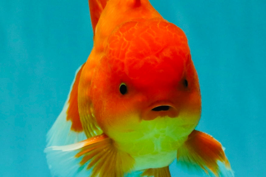 A Grade Strong Body Structure Red White Oranda Male 5-5.5 inches #062626OR_27