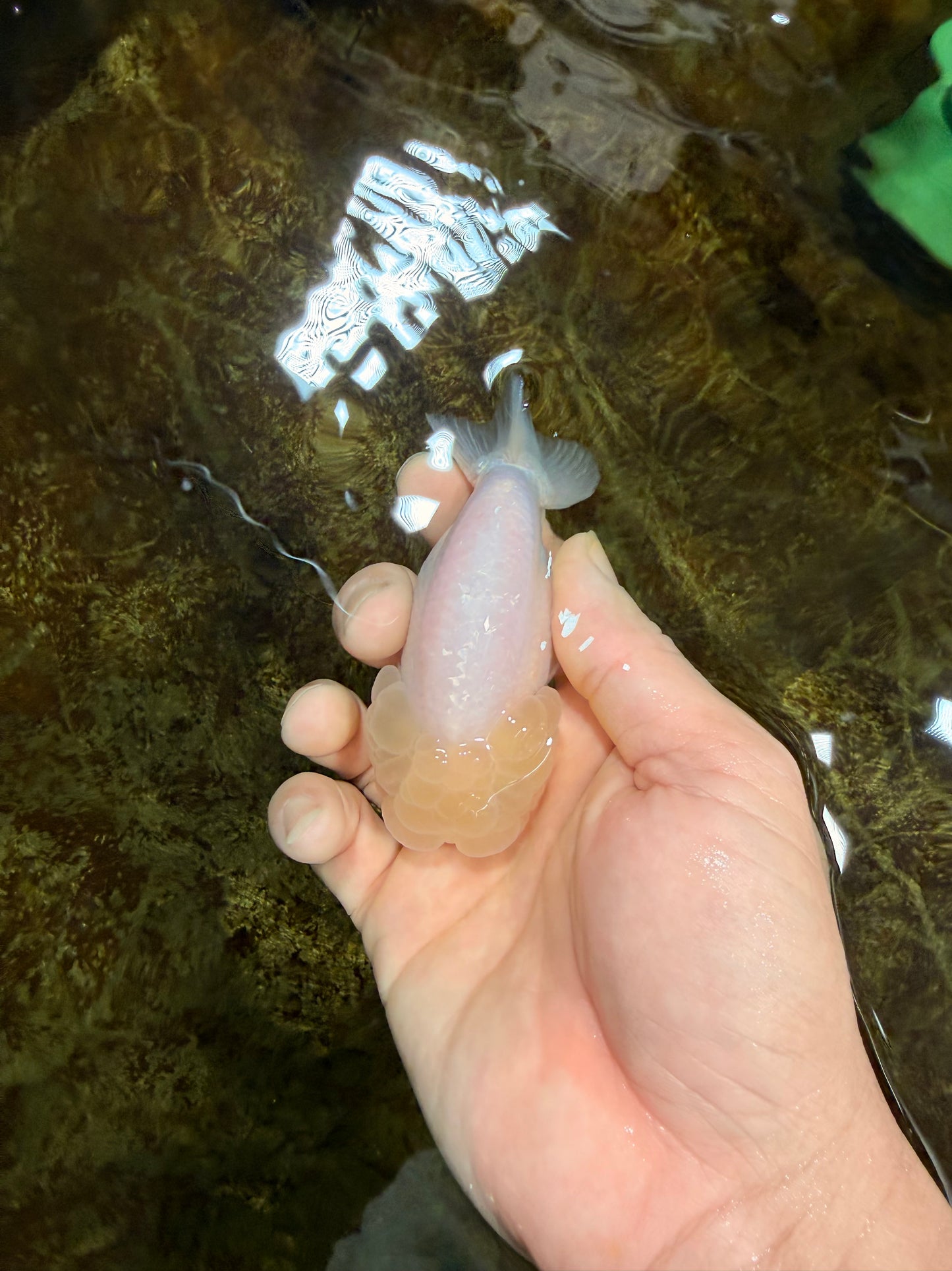 FLUFFY SNOW White LionChu Female 3.5 inches #120525LC_17