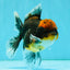 AAA Grade Dark Tiger Red Head Oranda Male 5-5.5 inches #050126OR_10