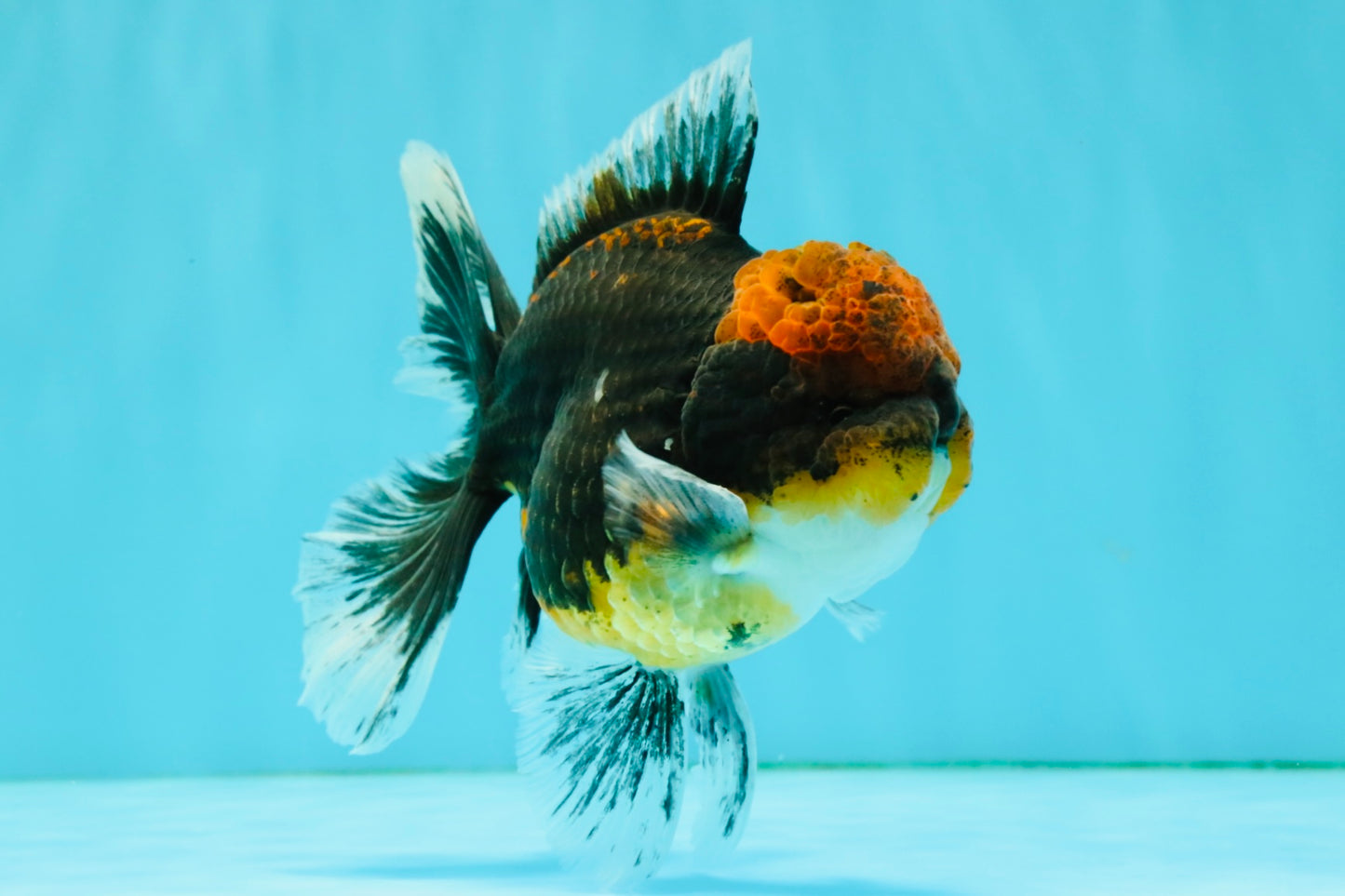 AAA Grade Dark Tiger Red Head Oranda Male 5-5.5 inches #050126OR_10