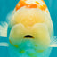 A Grade Polkadot Red White Buffalo Ranchu Male 6 inches #100926RC_29