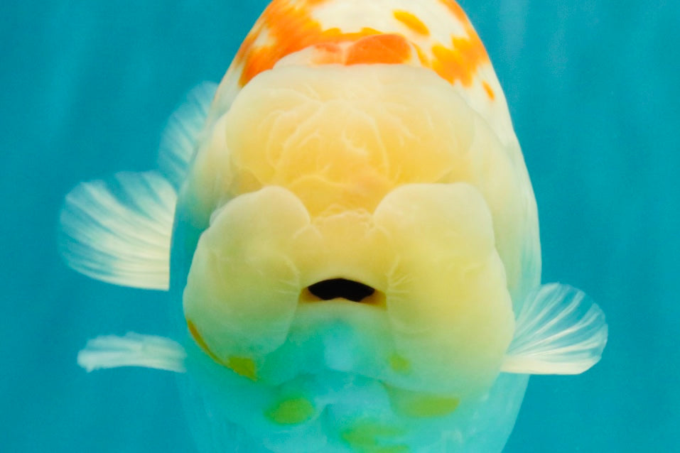 A Grade Polkadot Red White Buffalo Ranchu Male 6 inches #100926RC_29